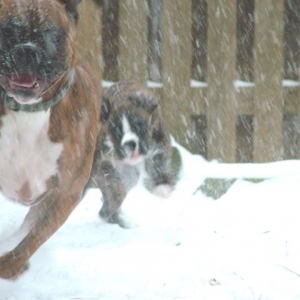 Snow Dogs!