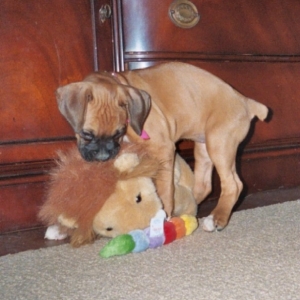 Sancha's Lion
