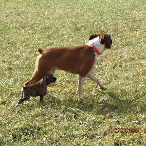 Harley & Minnie's first walk together.