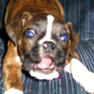 Minnie barking at the camera!