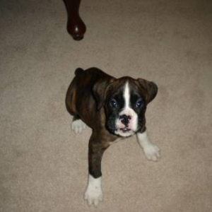 First Night Home