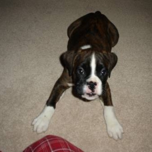 Barking at the camera
