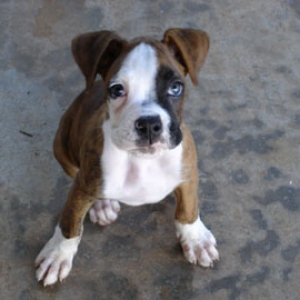 Buster - 8 weeks