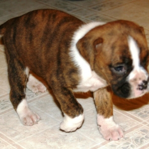 Let me introduce you to Kronk!