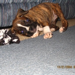 Minnie @ 6 wks.