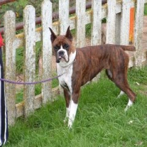 annieboxerworld2