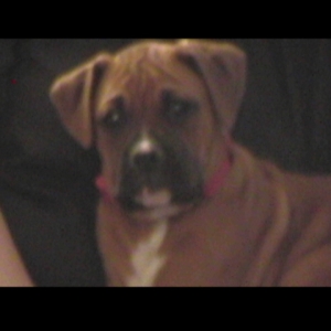 oscar the great
