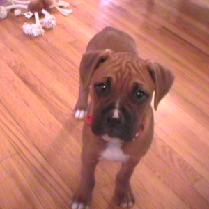oscar the great