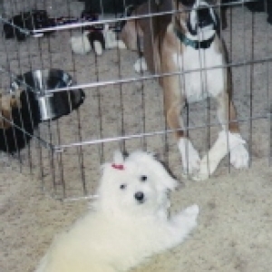 Abby and Snowy
