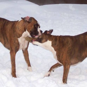 Playing in the new snow