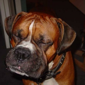 Deegan sleepwalking