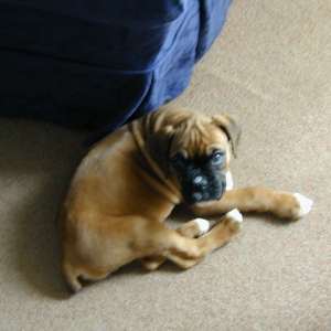Same day we got him