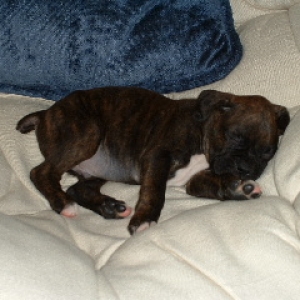 Spencer napping