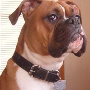 Shelby's Head shot