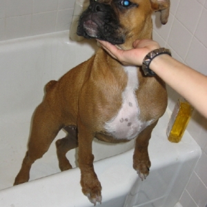 Star after bath