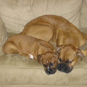 Gonzo and Star