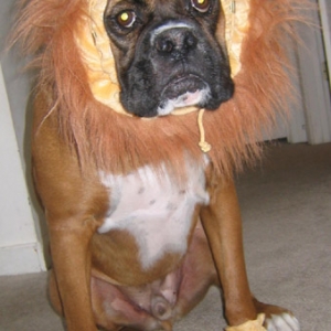 Lion costume