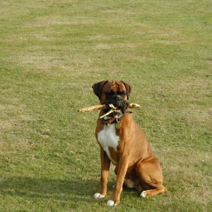 My_sticks