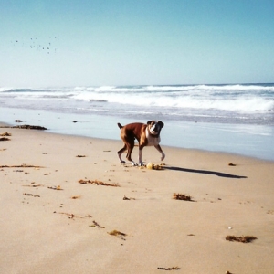Chasing Seagulls