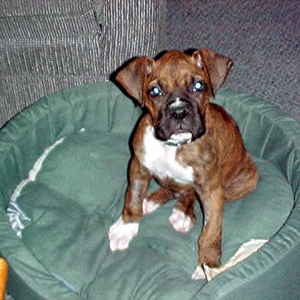 Baby Rex