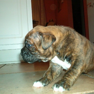 max at 4 weeks