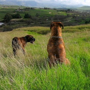 Enjoying the view
