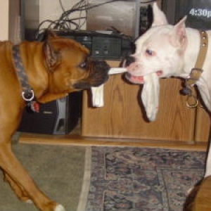 Stormy and Champ