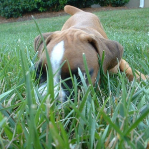 Roxy Playing in the Grass