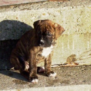 Remington