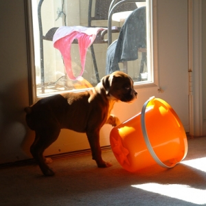 Roxy and Her Bucket
