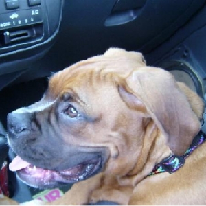 Waitting At  Vets