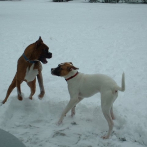 Playing In Snow