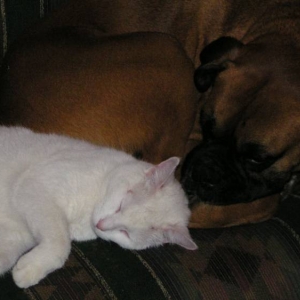 Kitten_and_Darien