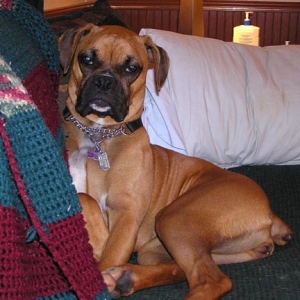 Brandy Just Relaxing