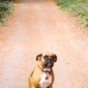 Sadie on Camping Trail