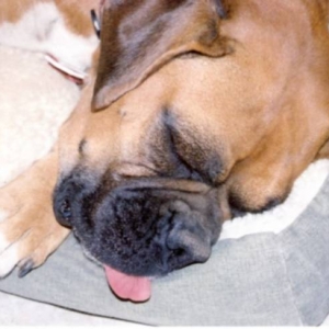 Sadie sleeping