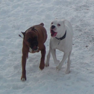 Stormy and Champ