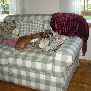 Dog bed?  What dog bed?