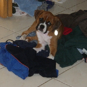 "What?  You needed that sock?"