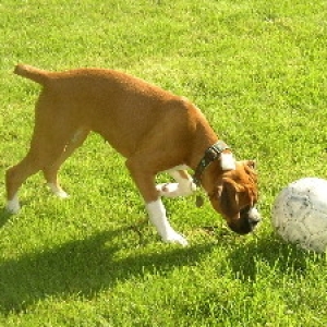 Soccer Ball #1,225