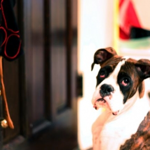 If I ring it, he will come.