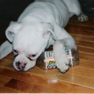 Playing with her favorite toy... a bottle