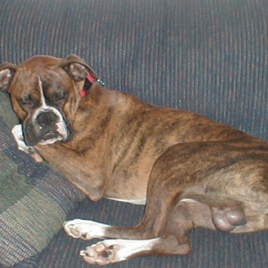 Lazy Boxer