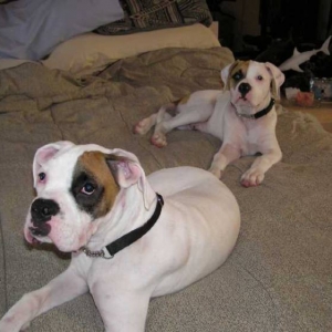 Bruiser & Hammer