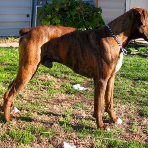 Kenobe looking at a cat