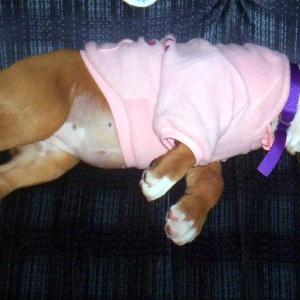 My Puppy