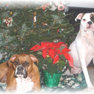 Snickers & Zero