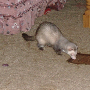 This is Mimi