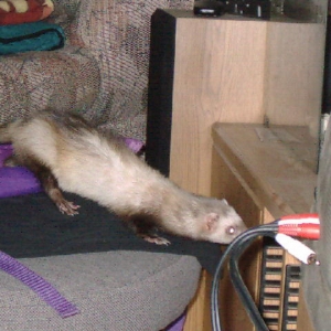 Niki