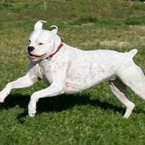 Avra Jumping